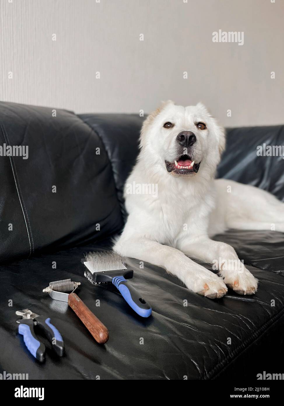 Cane spazzolato che si posa sul divano con gli attrezzi per la cura degli animali domestici Foto Stock