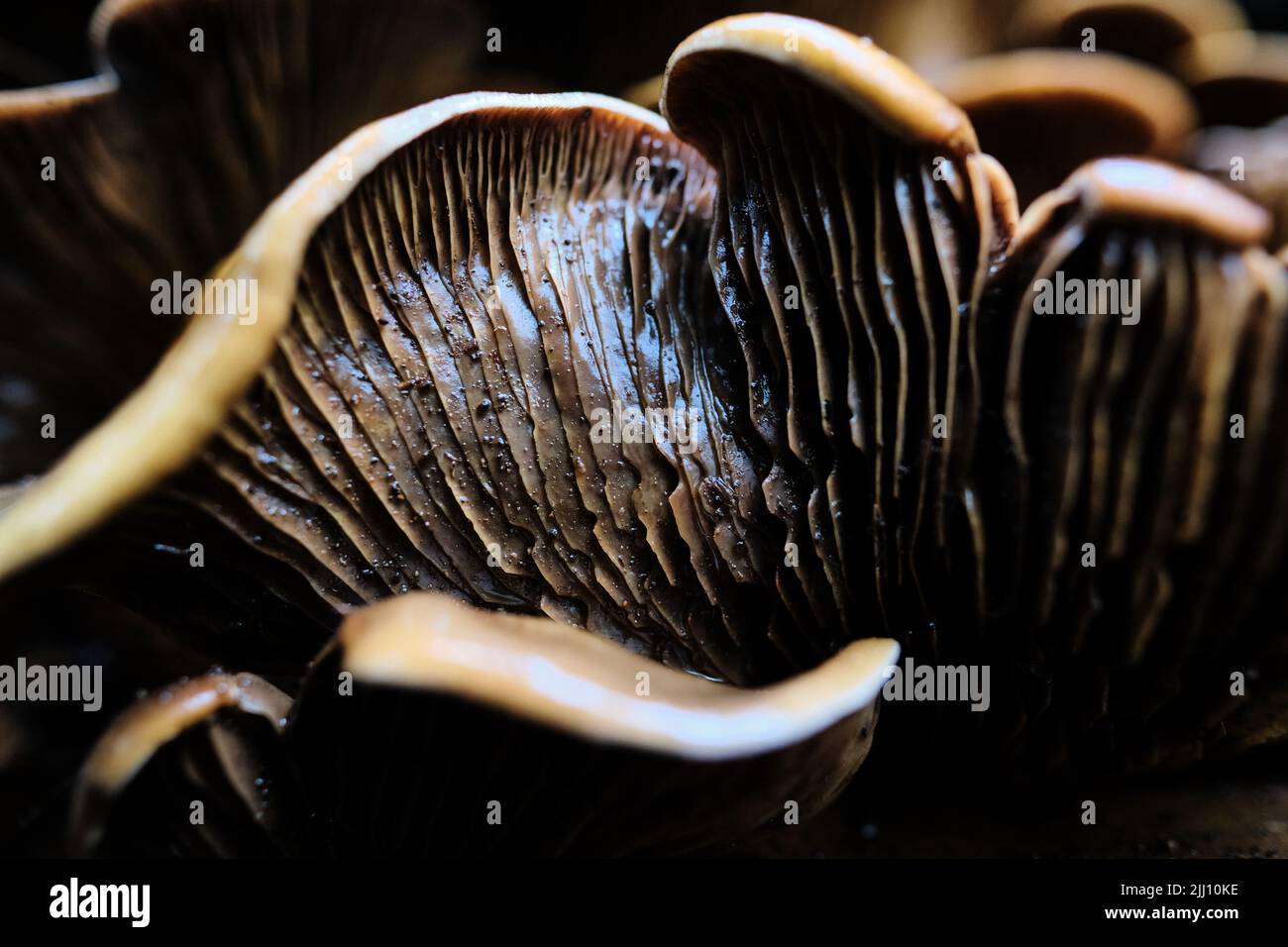 Primo piano di funghi selvatici marroni che crescono nella foresta dopo la pioggia Foto Stock