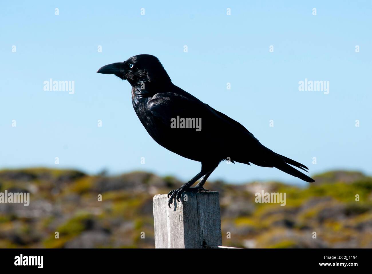 Il Raven australiano nel parco Foto Stock