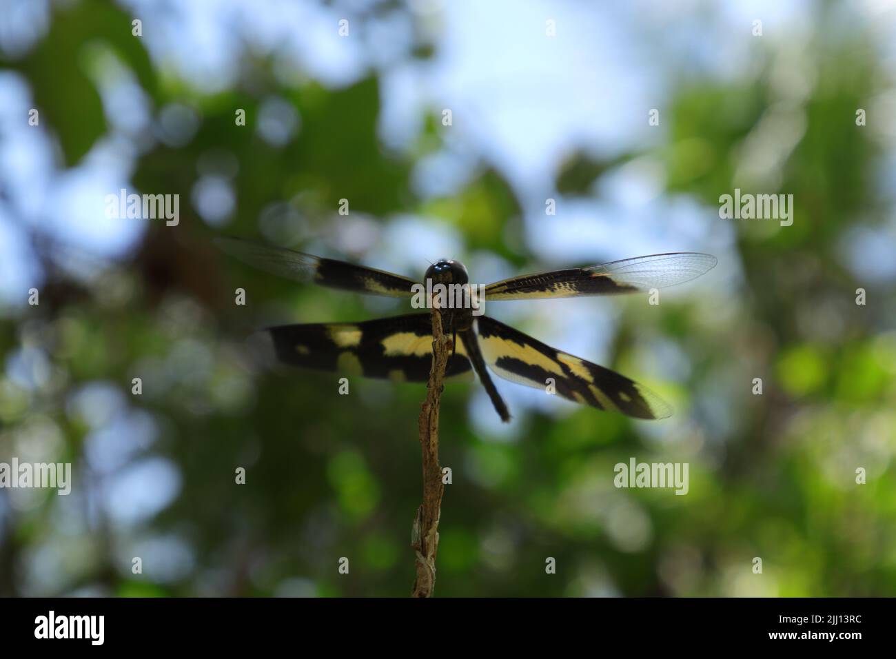 Vista a basso livello di un'ala comune (Rhyothemis Variegata) dragonfly appollaiato sulla punta di un gambo morto.le ali della dragonfly appoggiate a sinistra si Foto Stock