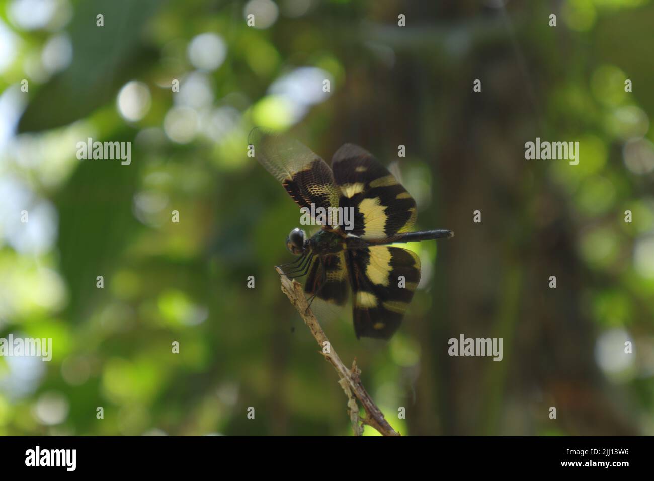 Vista laterale di un comune Picture Wing Dragonfly (variegata Flutterer) si siede su una punta di una parte superiore del gambo asciutto alla luce diretta del sole con le alci sollevate Foto Stock