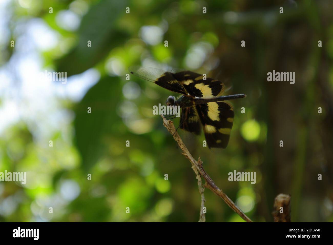 Vista laterale di una libellula Flutterer variegata appollaiata sopra una punta di gambo asciutta elevata ed in attesa di un insetto prey Foto Stock