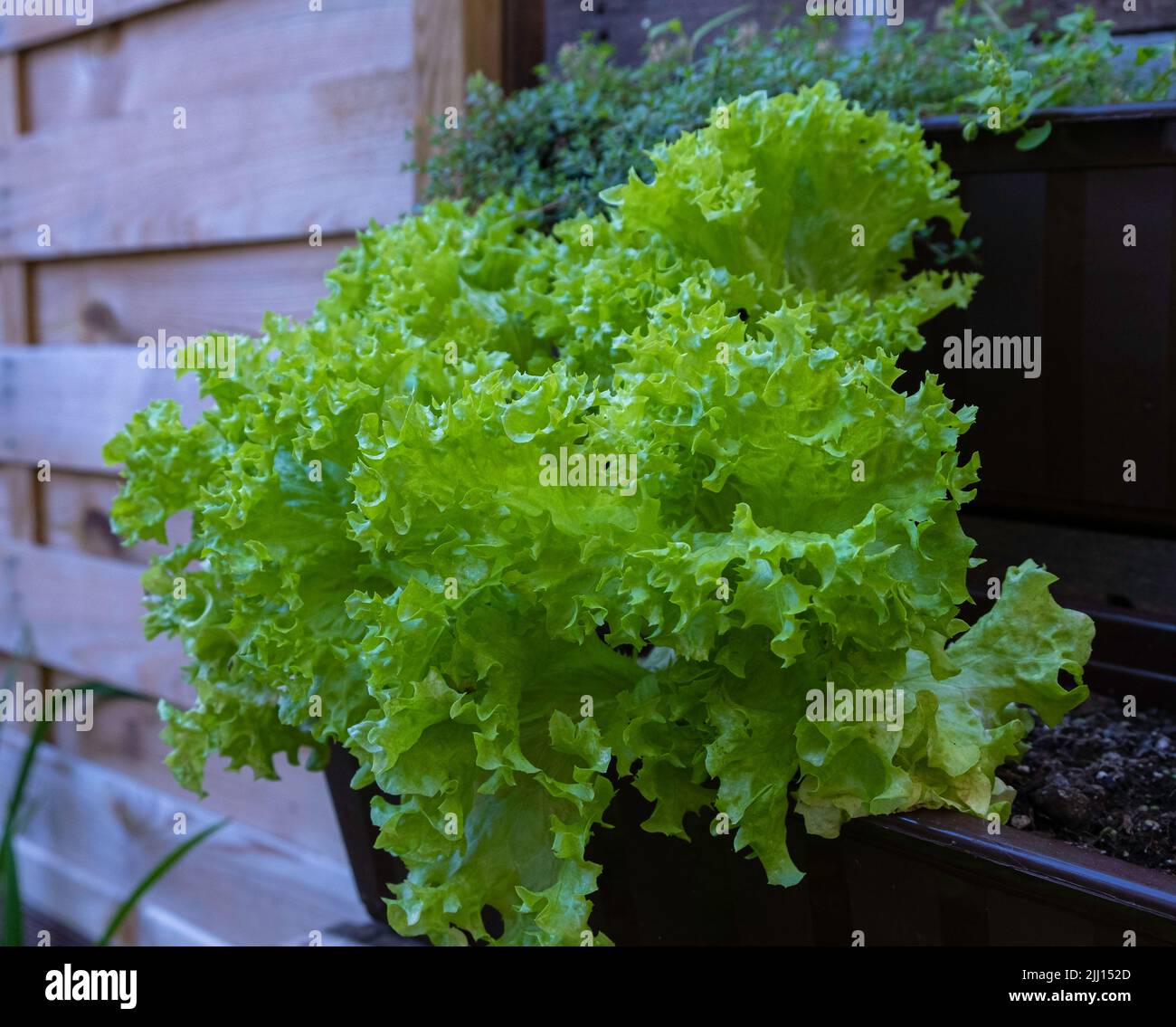 Piante di lattuga nel giardino di casa. Letti alti Foto Stock