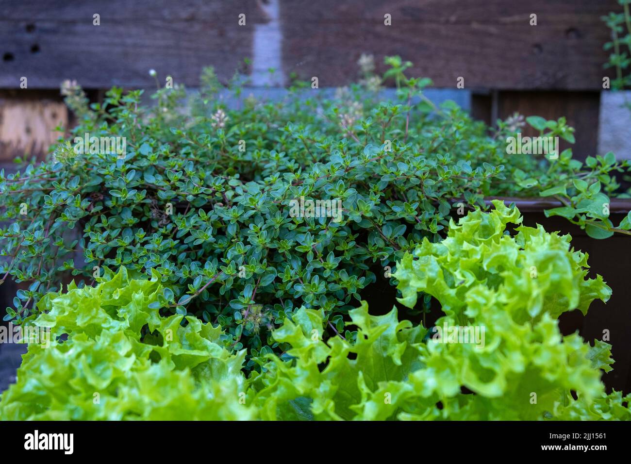 Erbe in crescita nel giardino. Letti rialzati per un giardino di casa nel cortile Foto Stock