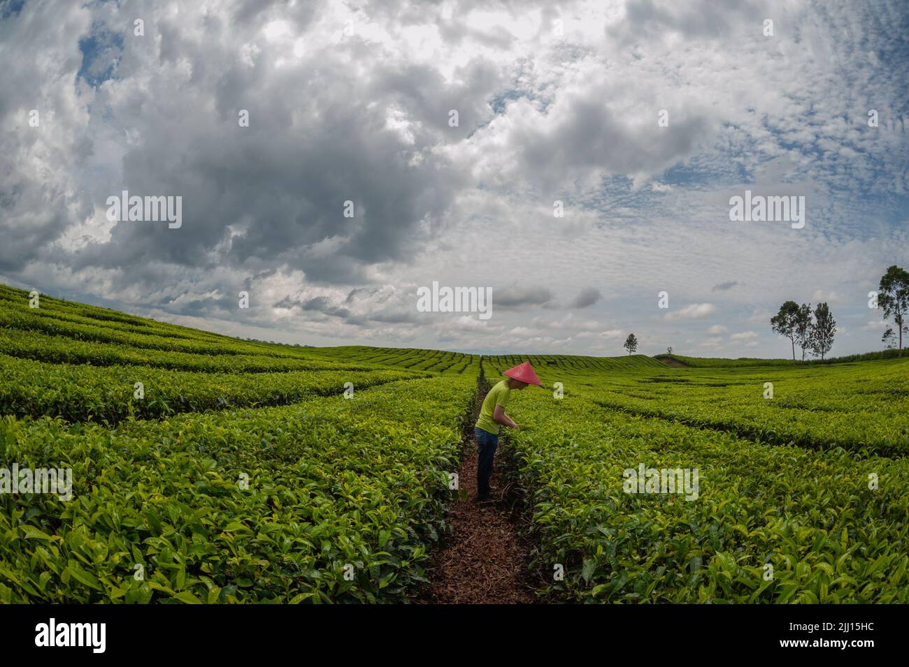 fattoria del tè con il disegno e cielo di bellezza Foto Stock