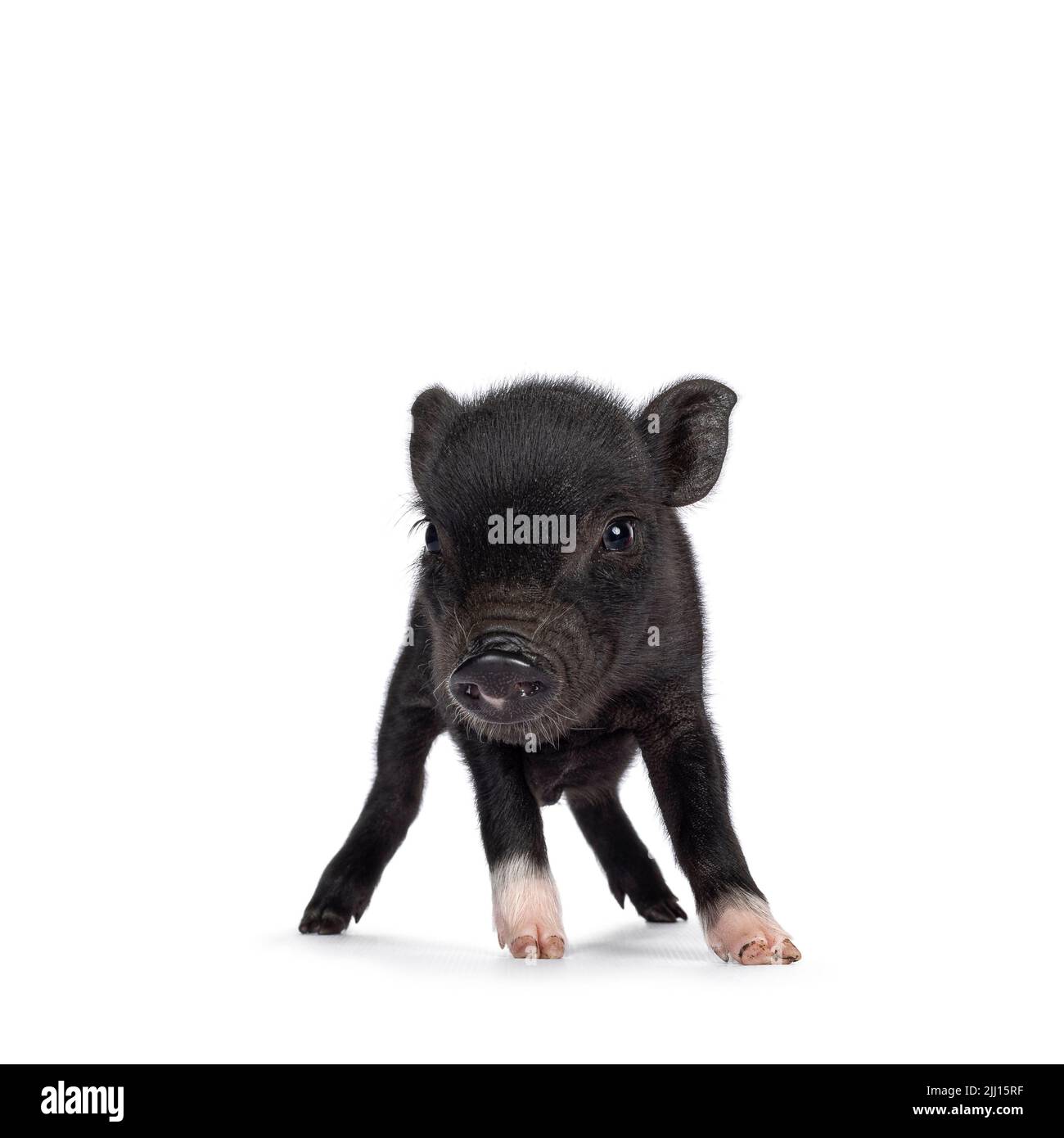 Tiny baby pig immagini e fotografie stock ad alta risoluzione - Alamy