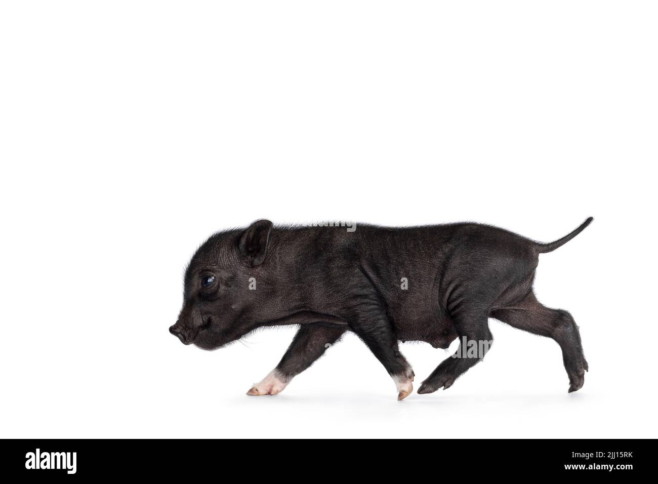 Ritratto di maialino Immagini senza sfondo e Foto Stock ritagliate - Alamy