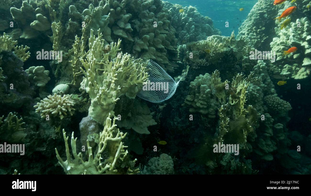 Scartato cucina plastica deposito netto shopping appendere giù di barriera corallina. Inquinamento plastico dell'oceano. Borsa in rete di plastica appesa su un bel corallo Foto Stock