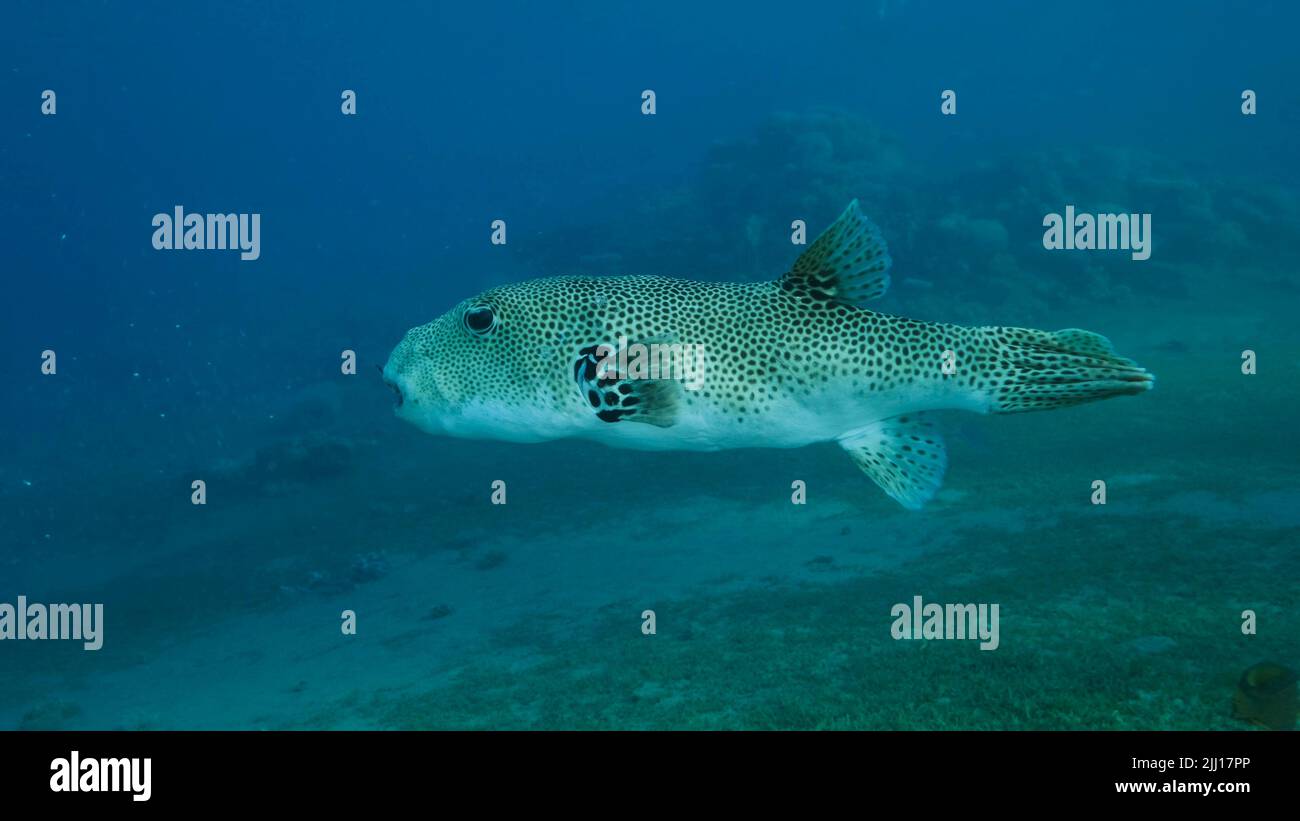 Il primo piano del pesce piffero lentamente nuota nell'acqua blu. Puffer (Arothron stellatus), Mar Rosso, Egitto Foto Stock