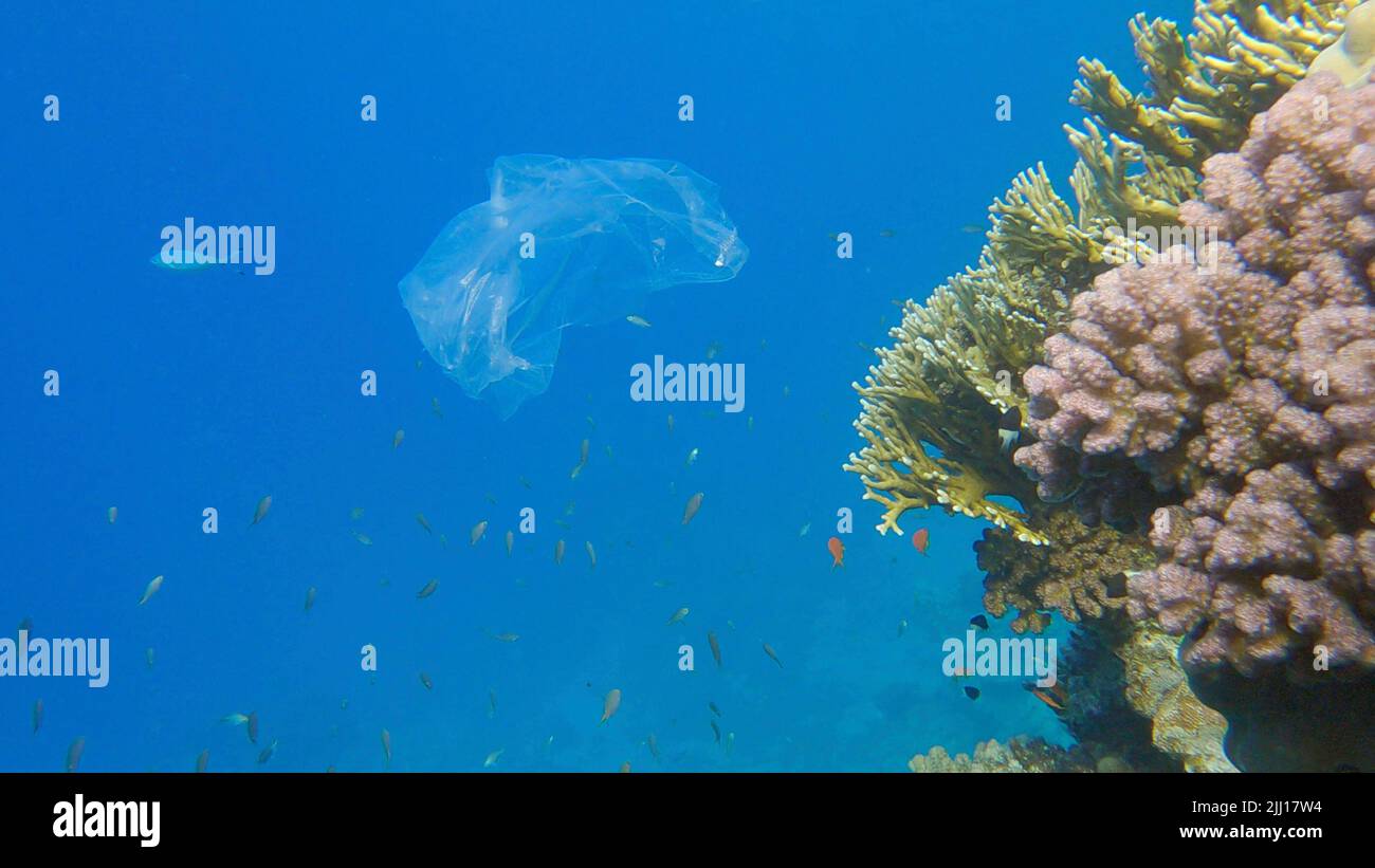 L'inquinamento plastico dell'Oceano, un sacchetto di plastica wtite scartato sulla barriera corallina tropicale, sullo sfondo blu dell'acqua nuota la scuola di pesci tropicali. Annulla Foto Stock