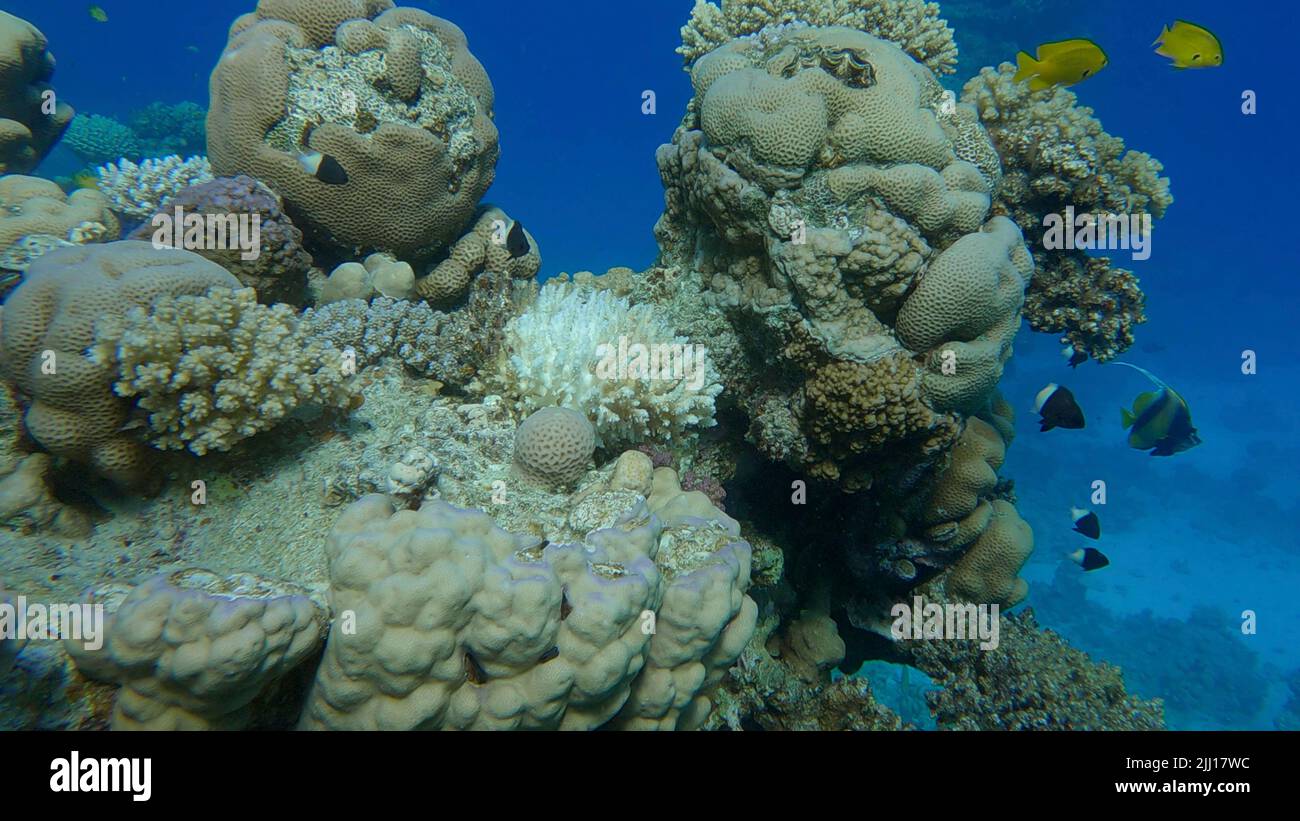 Imbianchimento e morte di coralli da eccessivo riscaldamento di acqua di mare a causa del cambiamento climatico e riscaldamento globale. Coralli decolorati nel rosso se, Egitto Foto Stock
