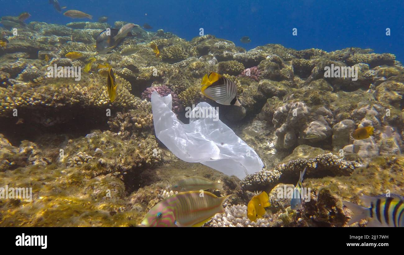 L'inquinamento plastico dell'Oceano, un sacchetto di plastica wtite scartato sulla barriera corallina tropicale, sullo sfondo blu dell'acqua nuota la scuola di pesci tropicali. Annulla Foto Stock
