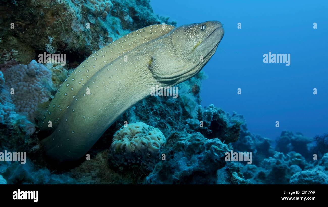 Primo piano ritratto di Moray peek fuori dal suo nascondiglio. Moray Eel dal naso giallo (Gymnothorax nudivomer) Mar Rosso, Egitto Foto Stock