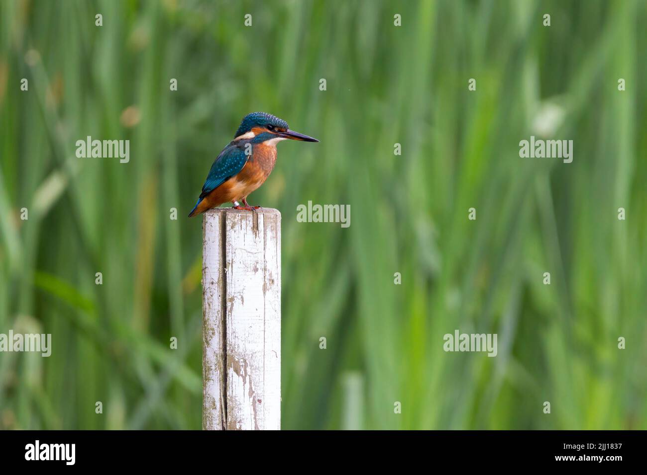 Kingfisher sul posto con canne sullo sfondo (alcedo atthis) elettrico blu e arancione colori un po 'muto in ombra femmina ha arancione bolletta inferiore Foto Stock