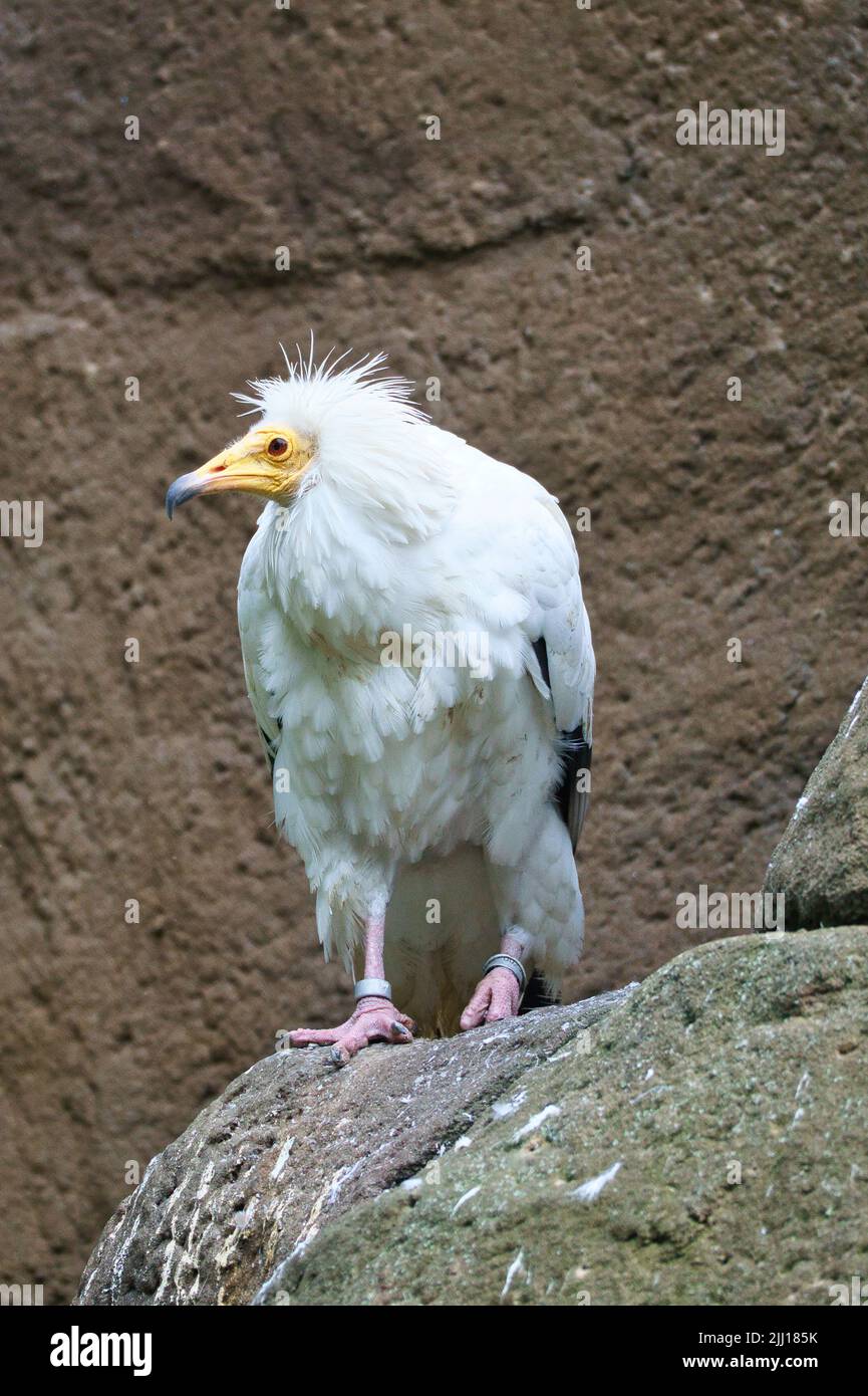 Ritratto avvoltoio sporco. Acconciatura selvaggia. Uccello avvoltoio seduto su una roccia. Uccello di preda dall'Africa. Foto animali dalla natura Foto Stock