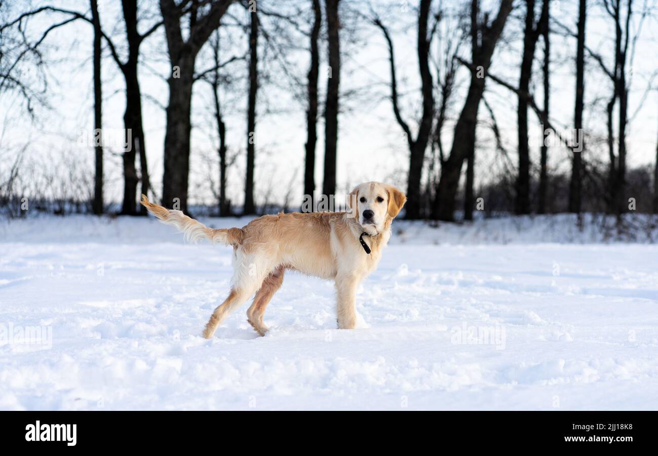 Carino cane a piedi in inverno Foto Stock