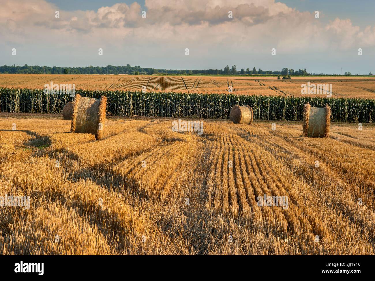 linee sulla stoppia dopo il grano raccolto nel campo, balle di paglia in rotoli, all'orizzonte un campo di mais sullo sfondo di un beautfu Foto Stock