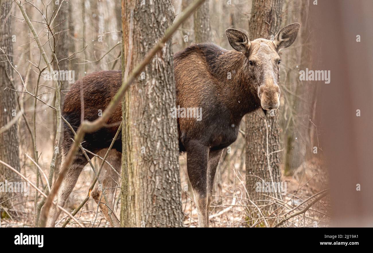 Maestoso alce nel bosco Foto Stock