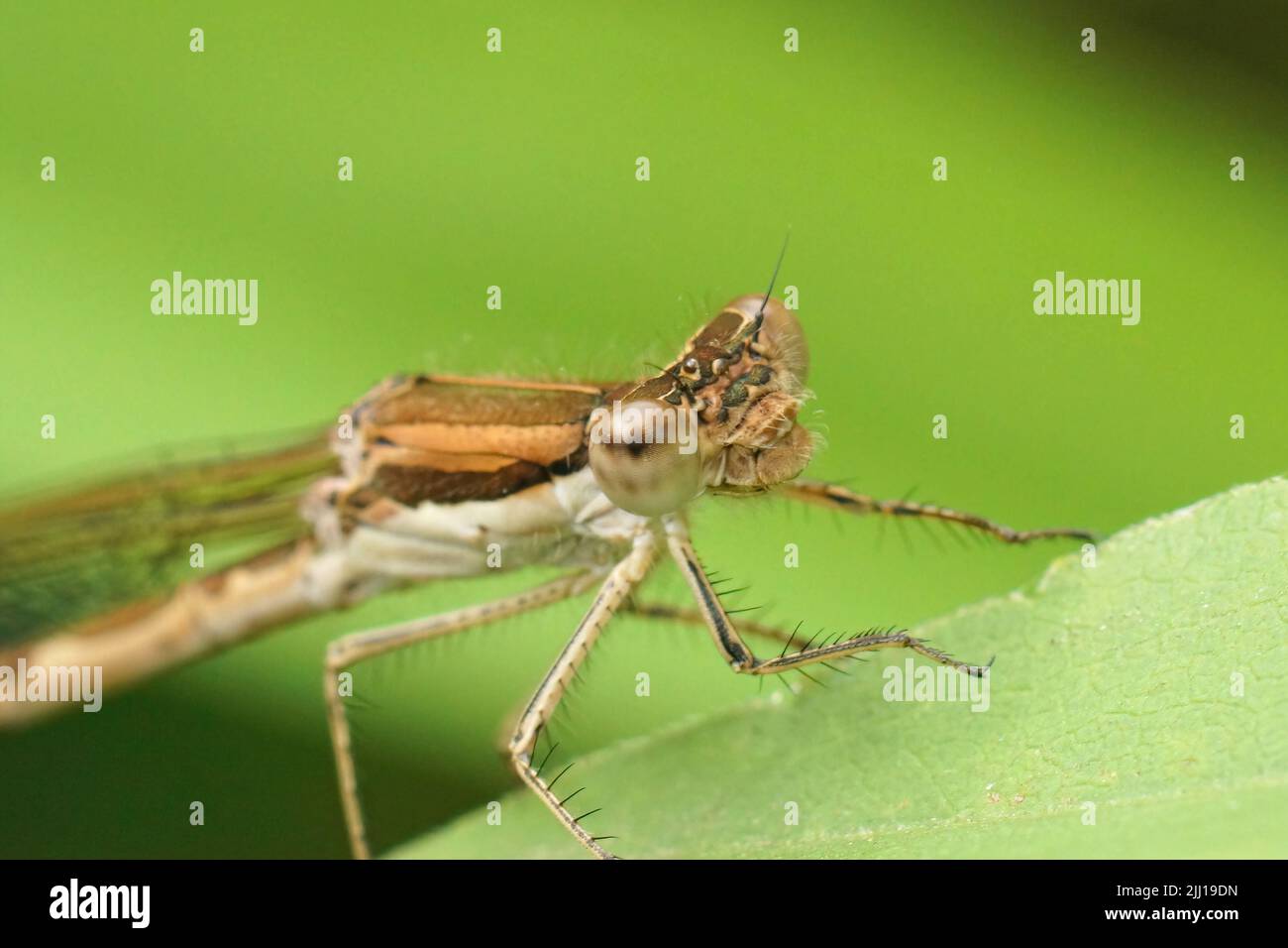 Primo piano viso dettagliato su una femmina comune inverno damselfly, Symfecma fusca seduta nella vegetazione in giardino Foto Stock