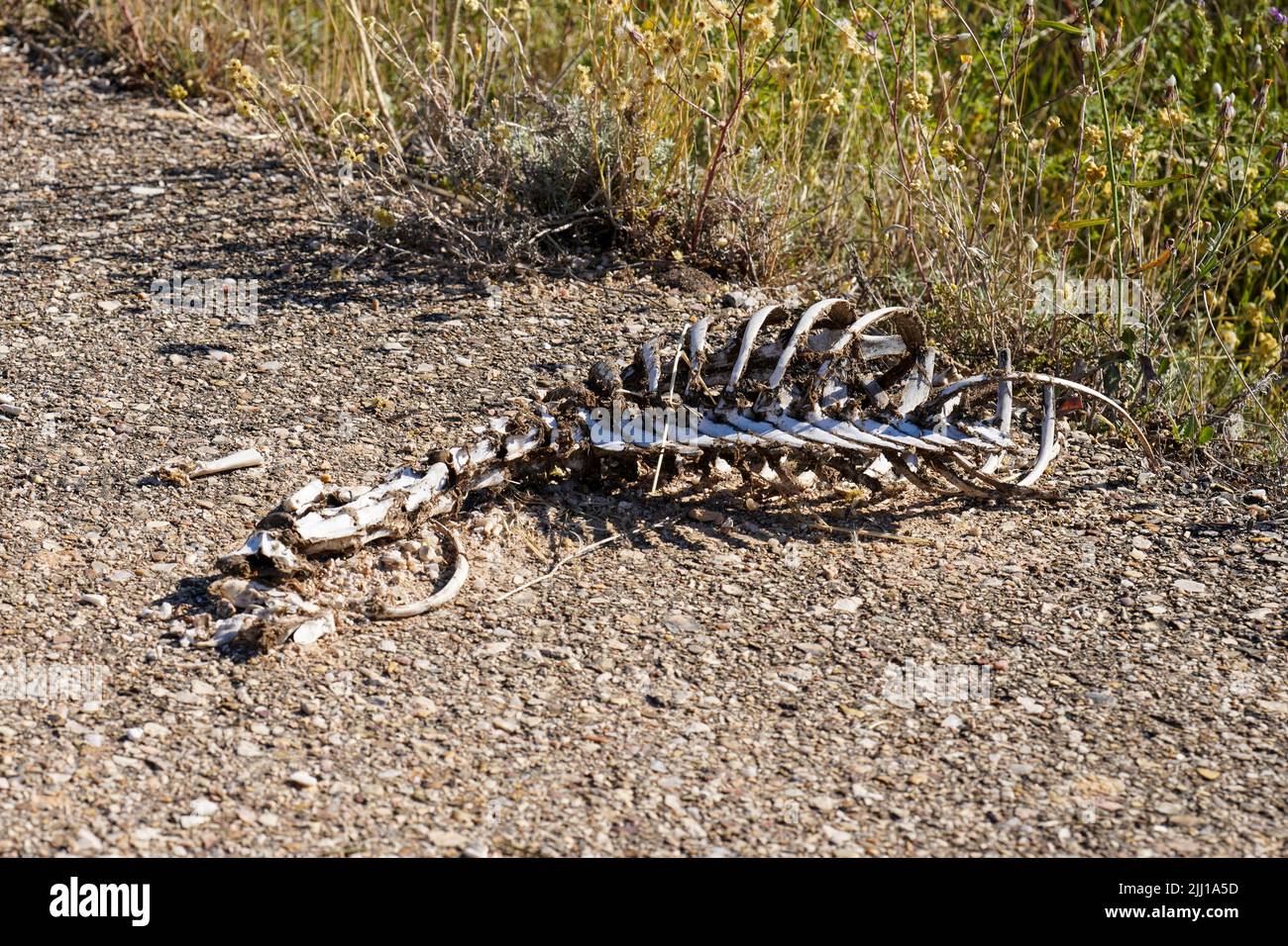 resto ossa di animale morto forse un capriolo Foto Stock