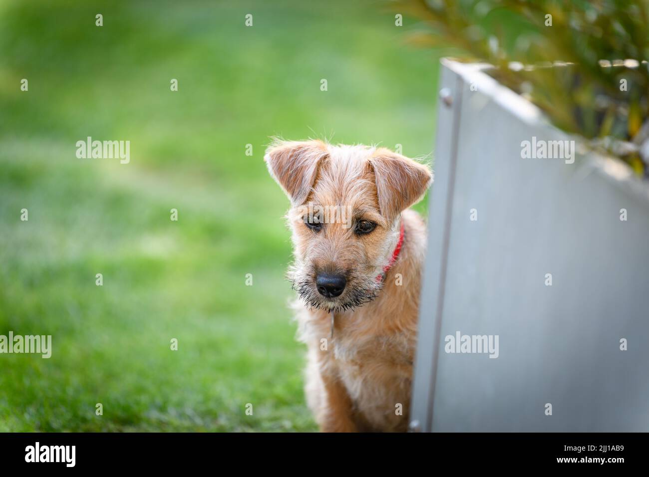 Un adorabile Norfolk Terrier dall'aspetto triste con collare rosso nel giardino verde accanto al vaso della pianta Foto Stock