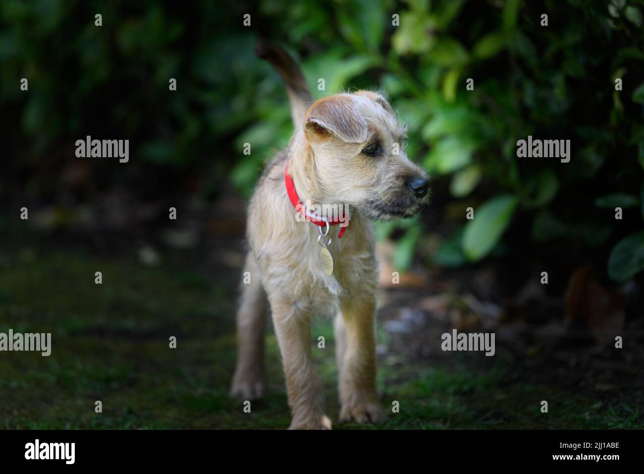 Un adorabile Norfolk Terrier dall'aspetto triste con colletto rosso nel giardino verde Foto Stock