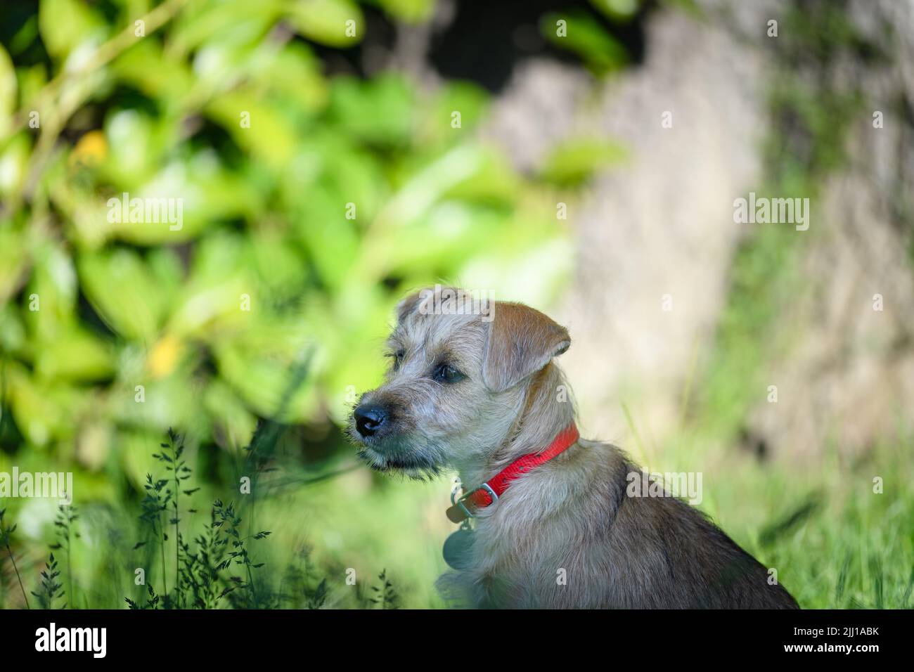 Un adorabile Norfolk Terrier dall'aspetto triste con colletto rosso nel giardino verde Foto Stock