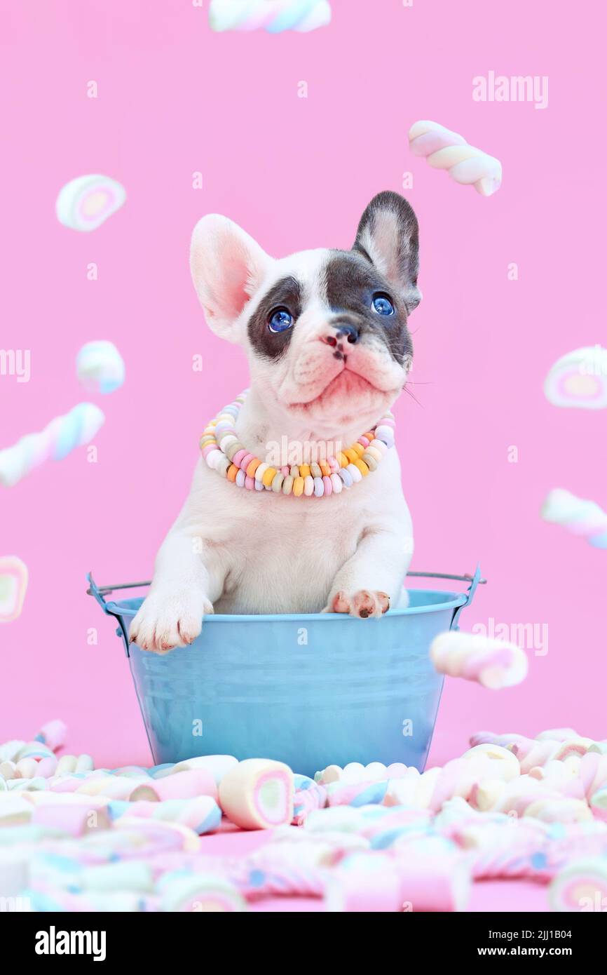Cucciolo di cane Bulldog francese pied blu in secchio tra dolci marshmallow su sfondo rosa Foto Stock