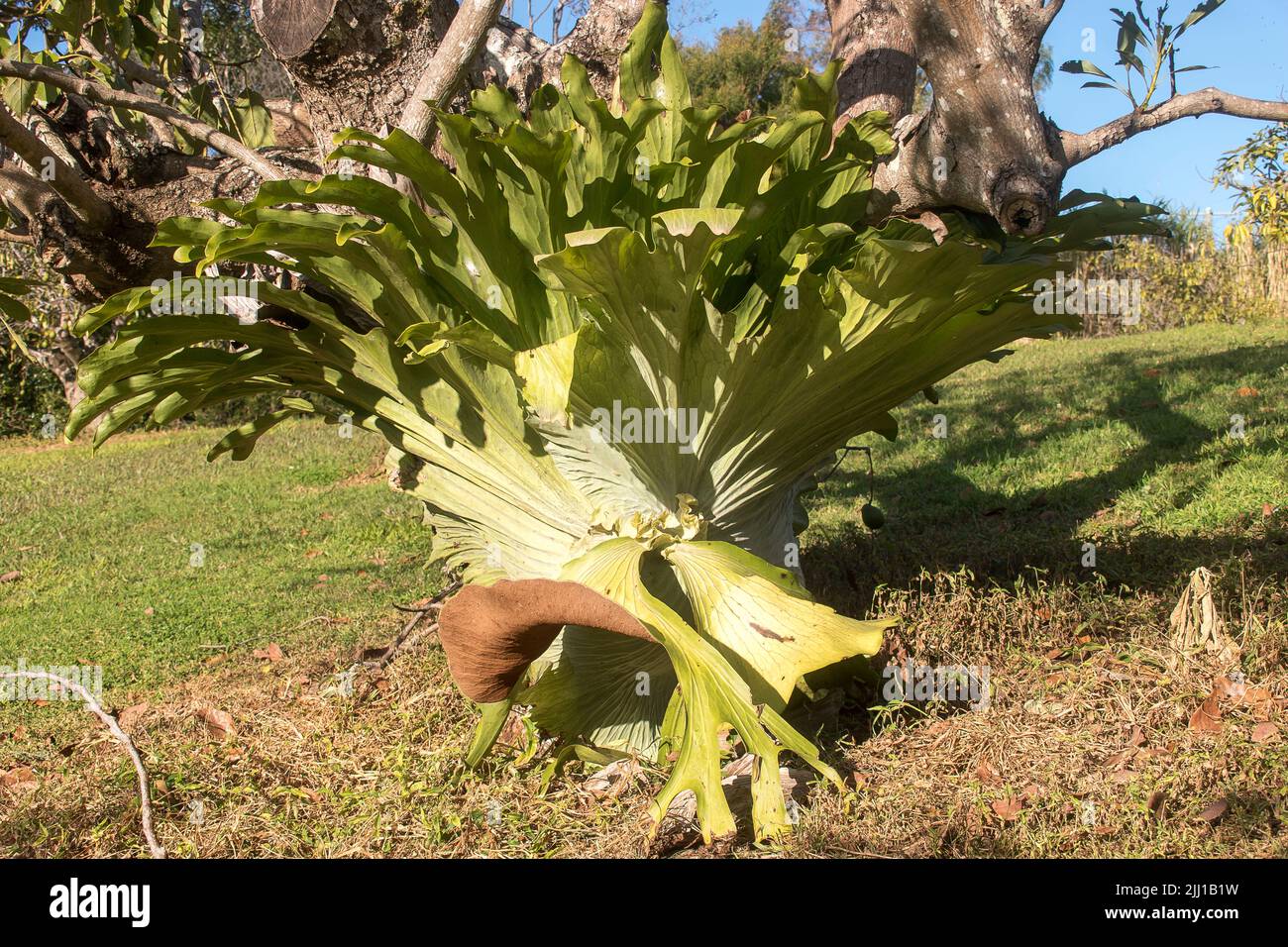 Grande staghorn Fern, platycerium bifurcatum, che cresce intorno al tronco di un maturo albero di avocado di Hass, Persea americana, in frutteto nel Queensland, Australia. Foto Stock