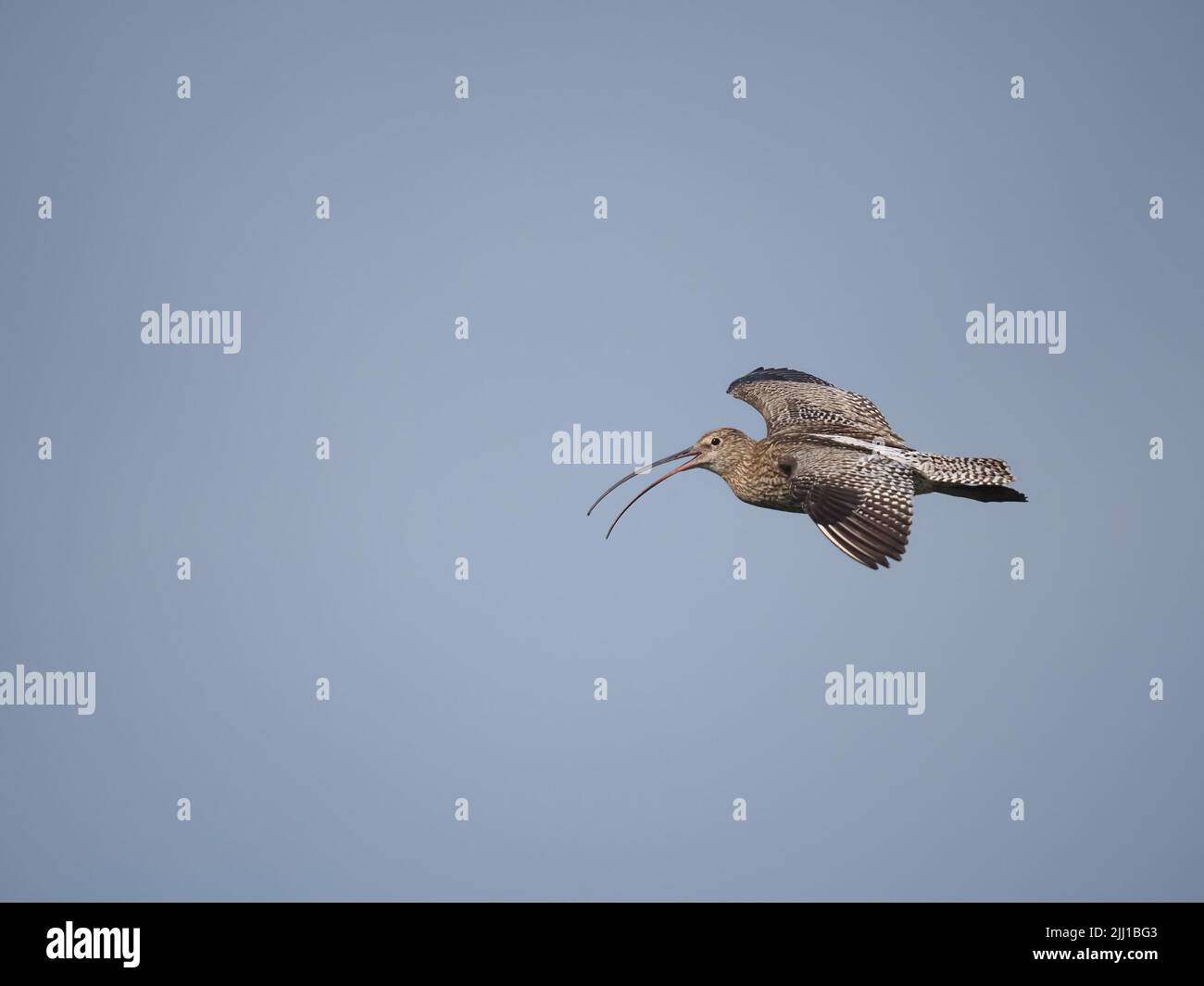 Le brughiere e le zone di pascolo collinare di North Uist sono eccellenti terreni di allevamento per il curlew. Foto Stock