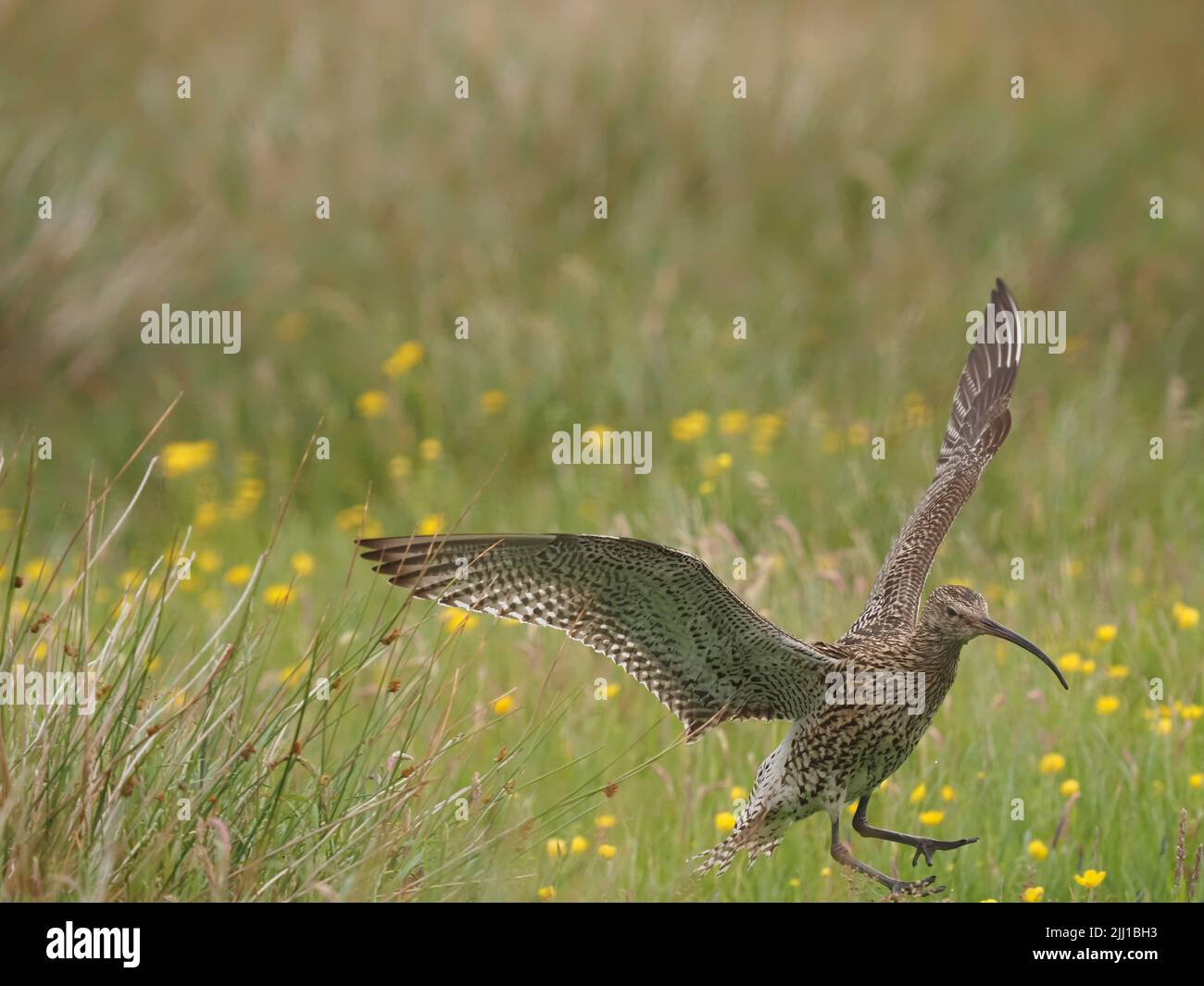 Le brughiere e le zone di pascolo collinare di North Uist sono eccellenti terreni di allevamento per il curlew. Foto Stock