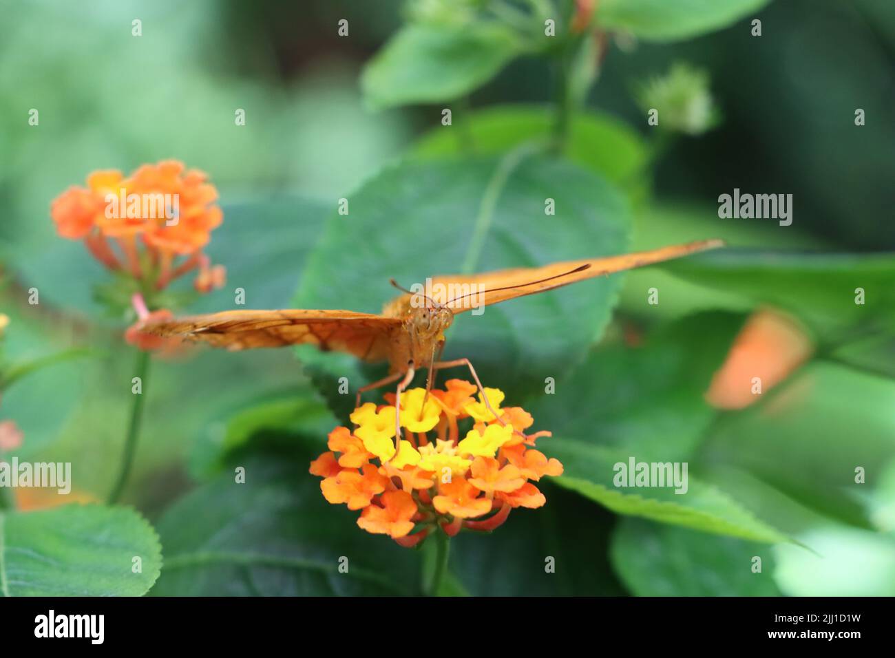 butterfly, incrociatore comune, sta godendo di fiori d'arancio in cerca di nettare. più il suo volo attraverso un paradiso verde di fiori Foto Stock