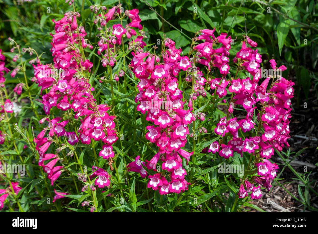 Penstemon 'Pensham Marilyn' una pianta autunnale estiva fiorente con un fiore bianco rosa estivo, immagine di scorta della foto Foto Stock