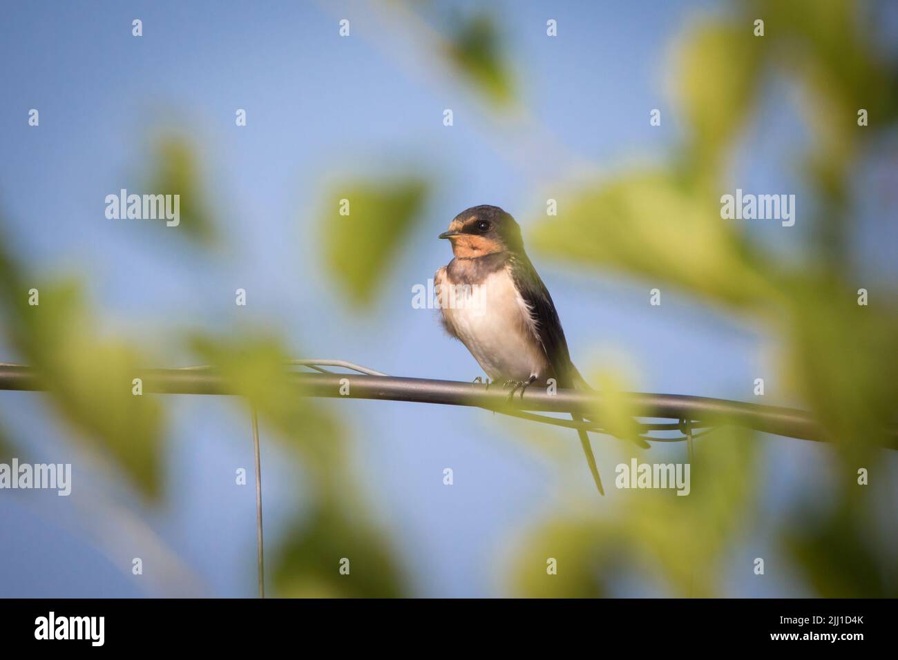 Stalla (Hirundo rustica) seduta in una recinzione Foto Stock