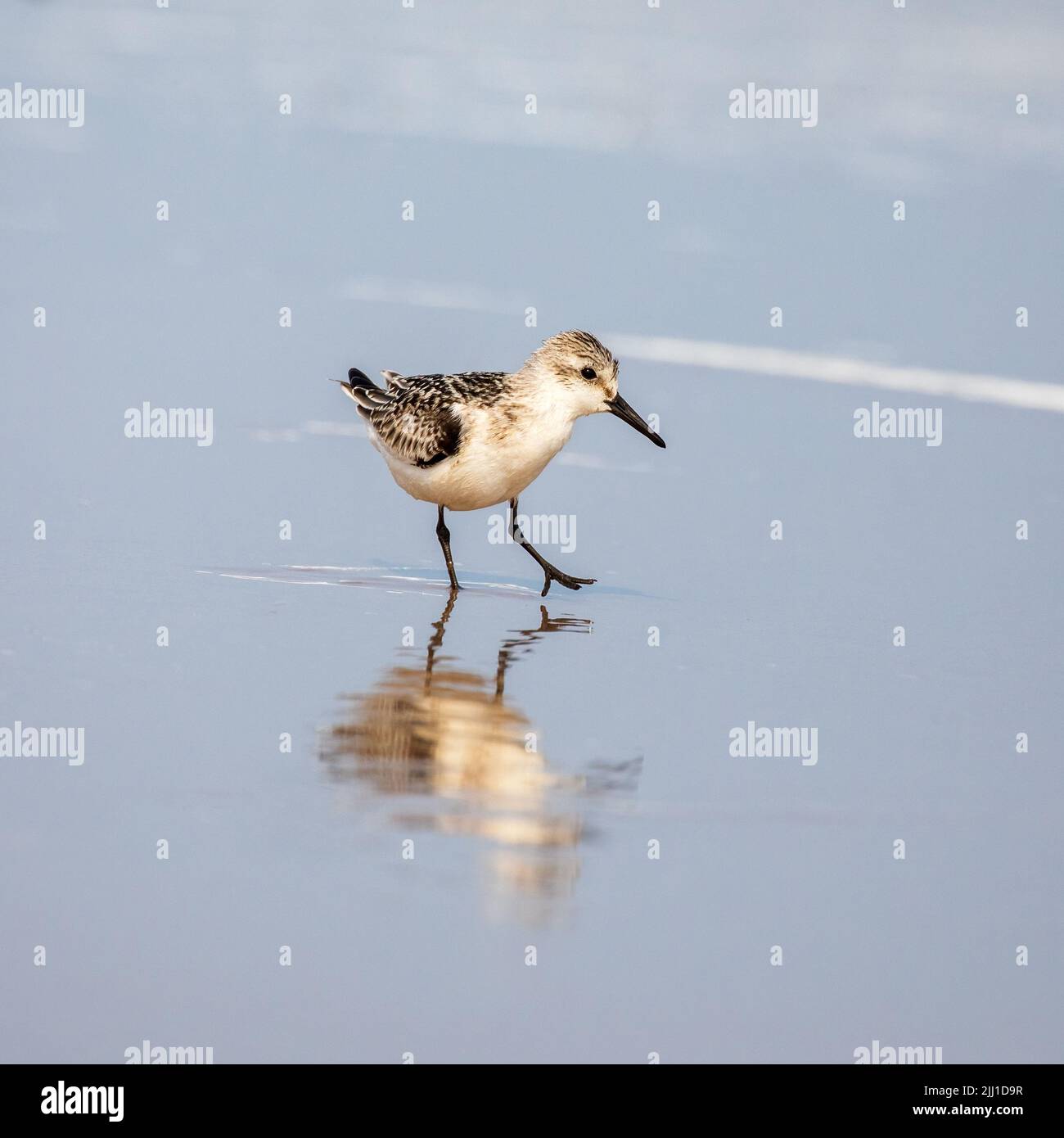 Becasseau Sanderling, Calidris Alba, a bordo dell’acqua, Ile du Havre aux Maison, Iles de la Madeleine, Canada. Formato quadrato. Foto Stock