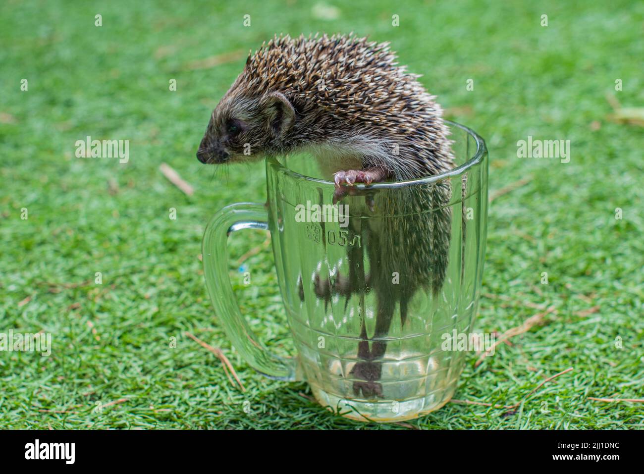 un bellissimo hedgehog è seduto in una tazza di vetro Foto Stock