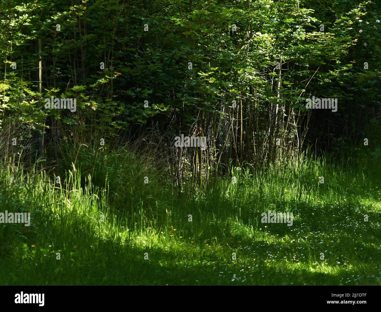 © Matteo Reynolds Foto Stock