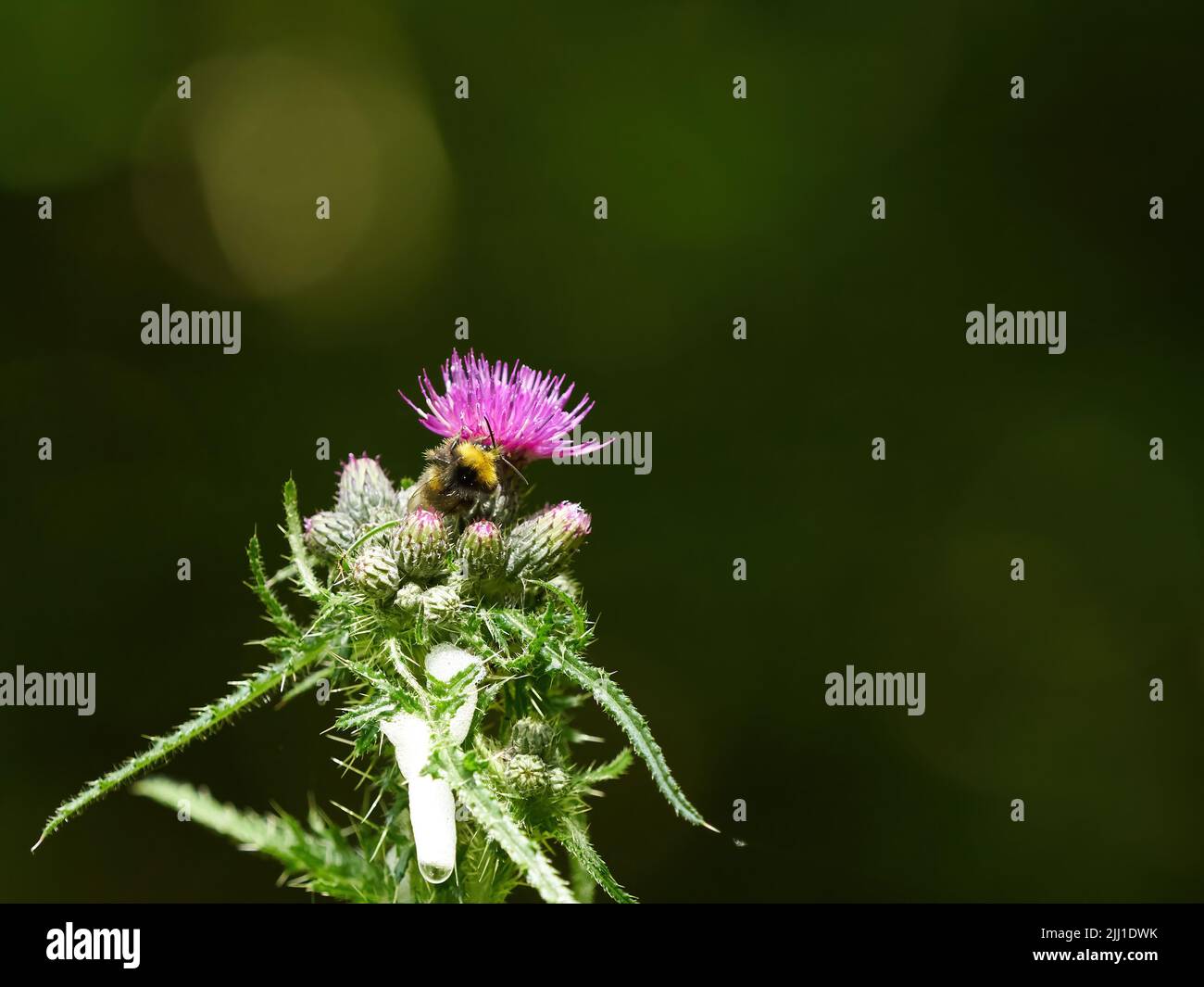 Un'ape saltello illuminata dal sole che si alimenta da un cardo di fiori, circondato da gemme ancora da aprire. Foto Stock