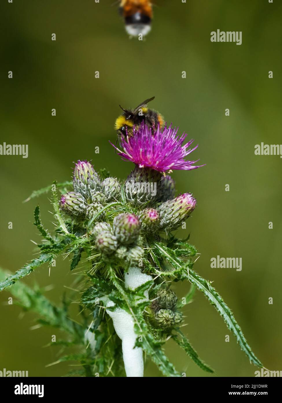 Un bumblebee illuminato dal sole insegue un rivale e si nutre di un fiore di cardo, circondato da gemme ancora da aprire. Foto Stock
