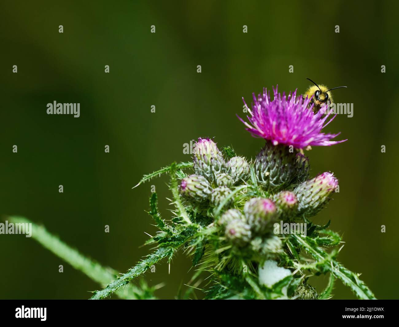 Un'ape saltello illuminata dal sole che si alimenta da un cardo di fiori, circondato da gemme ancora da aprire. Foto Stock