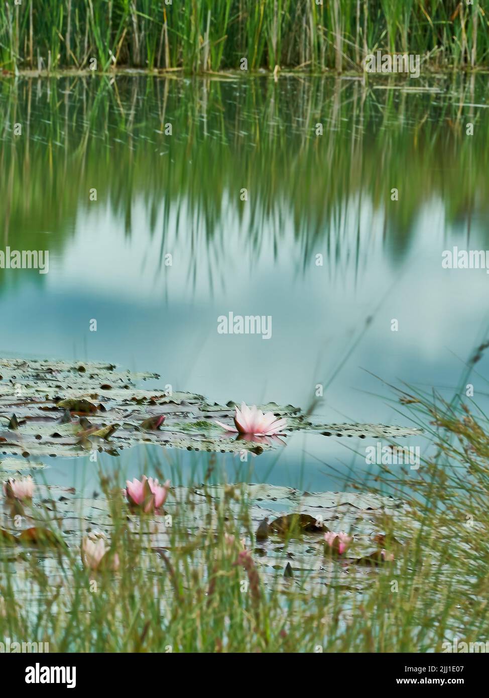Pace e quiete - ninfee d'acqua e torce in piedi in acqua di lago trasformato in uno specchio da una lunga esposizione. Foto Stock