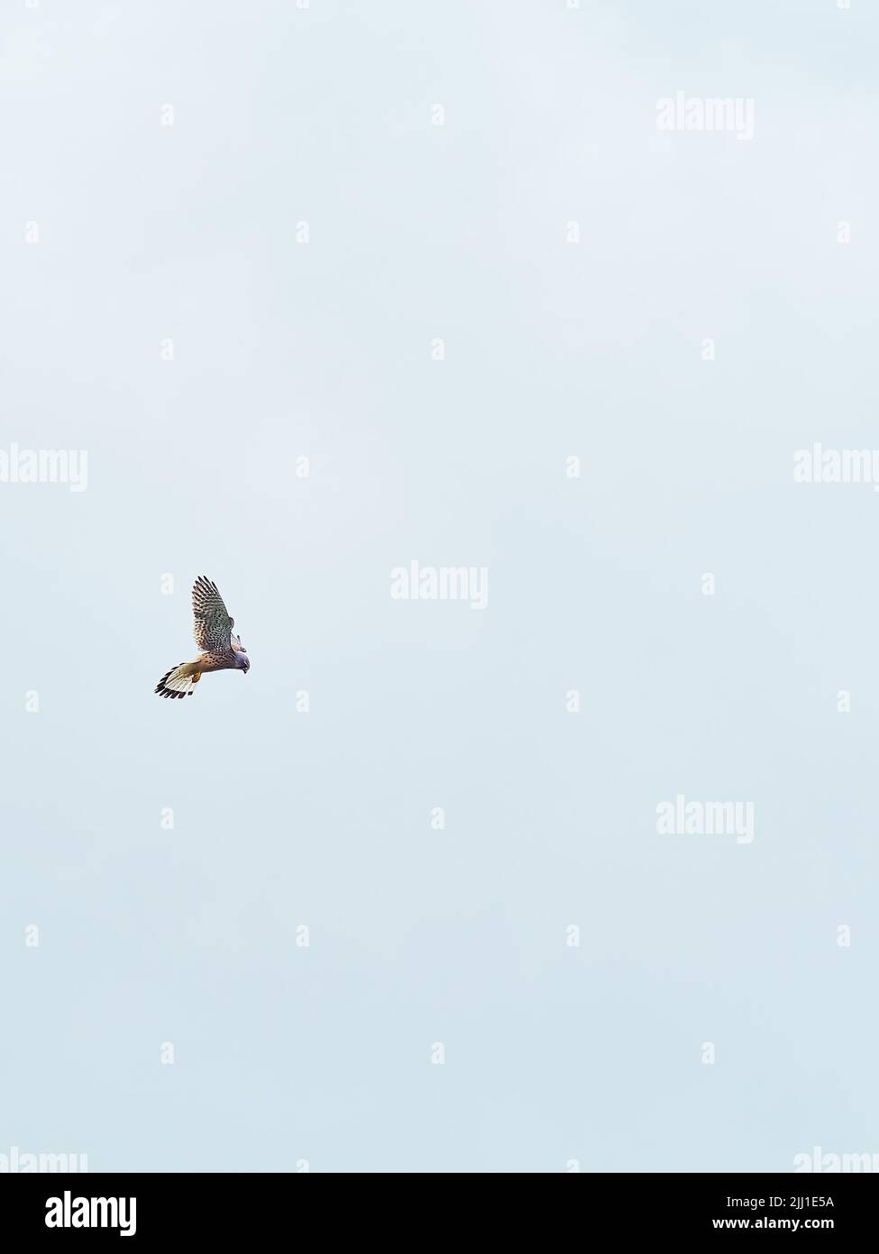 Un ritratto minimalista di un ghepardo adulto in azione, che si avvolgono contro le nuvole bianche, le ali si allargano, all'istante prima che si chinò verso la sua preda. Foto Stock