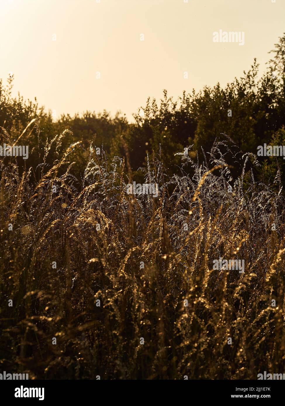 Una campagna dorata tramonta il cielo attraverso i gambi soffiato dal vento di erba lunga e piume, tra i raggi inclinati e le ombre del bosco vicino. Foto Stock