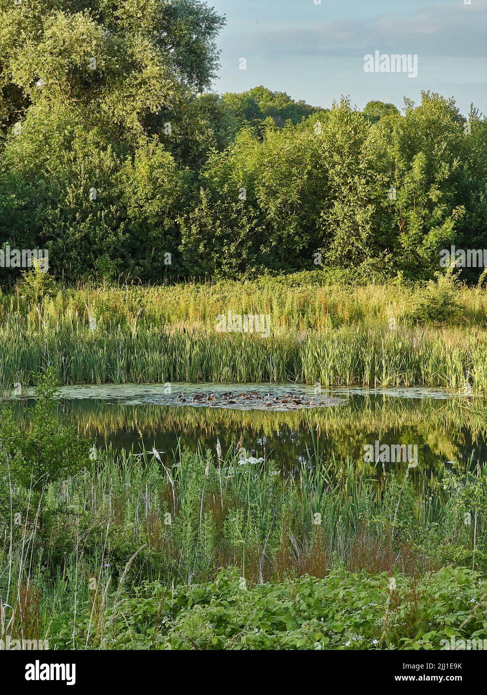Un lago costeggiato da corsi d'acqua, in mezzo a boschi, sotto una luce solare soffusa e dorata. Pace, calma e tranquillità. Foto Stock