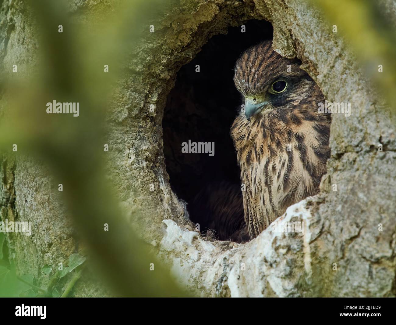 Un pulcino pensieroso, quasi a portata di dita, guarda dalla sicurezza del suo nido cavo, apparentemente impaziente di andare avanti ed esplorare il mondo. Foto Stock