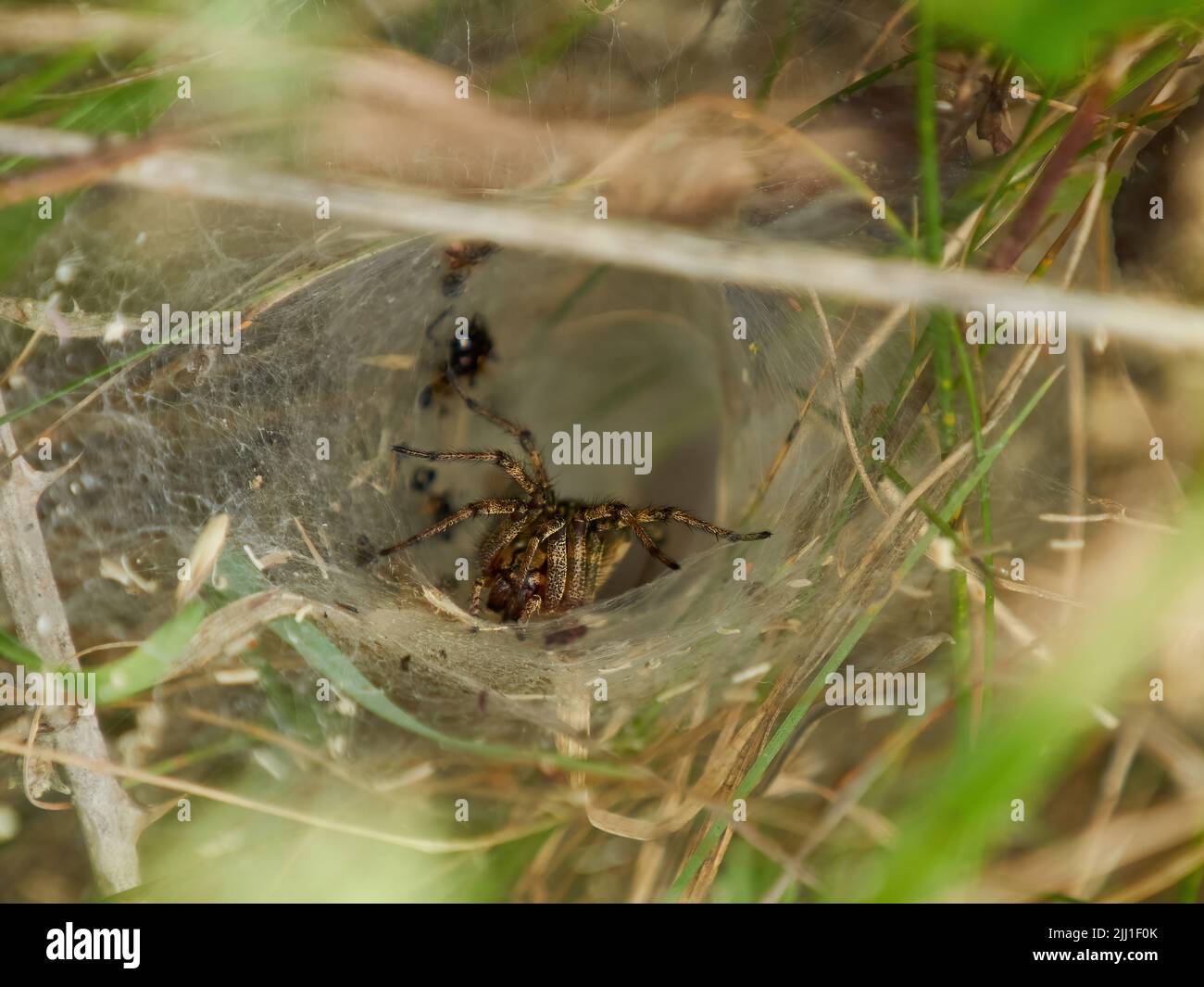 Un ragno nel sottobosco, in mezzo alla sua intricata trappola ad imbuto a rete e circondato dalla sua cache alimentare di insetti morti o immobilizzati. Foto Stock