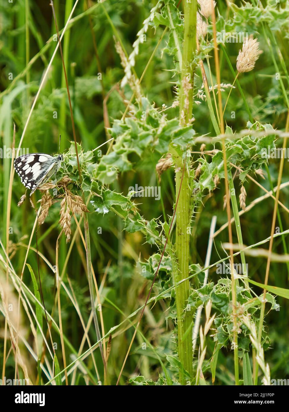 Una farfalla bianca marmorizzata arroccata su un cardo tra lunghi gambi di erba in sottobosco. Foto Stock