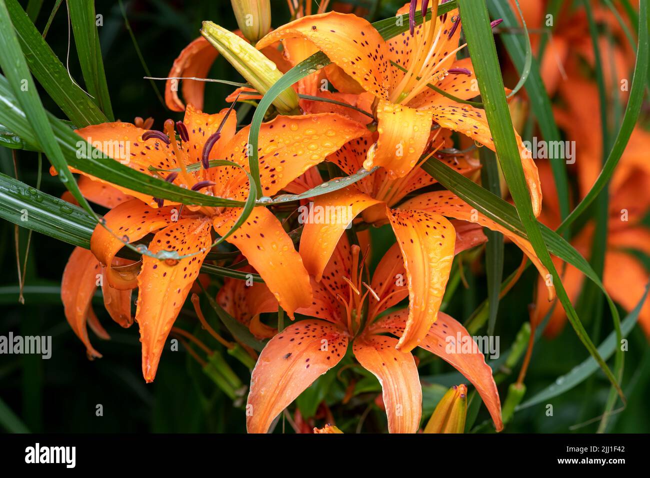 Fiori a imbuto marrone immagini e fotografie stock ad alta risoluzione -  Alamy