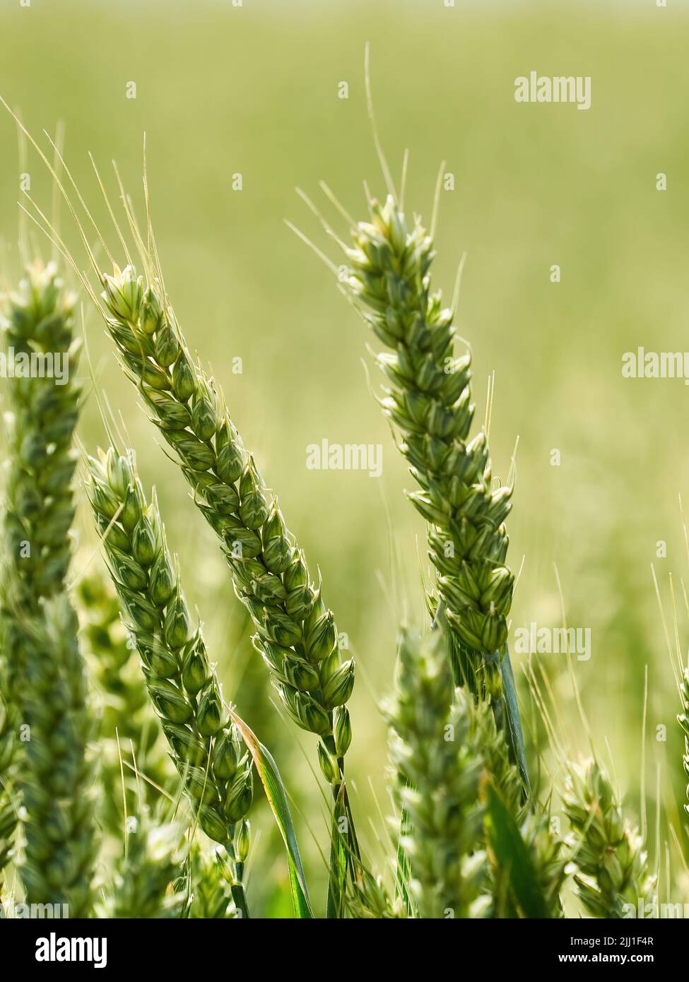 Angolo basso primo piano di alcune orecchie di grano illuminate dalla schiena in un campo di grano illuminato dal sole, con il resto del campo in forte de-focus dietro. Foto Stock