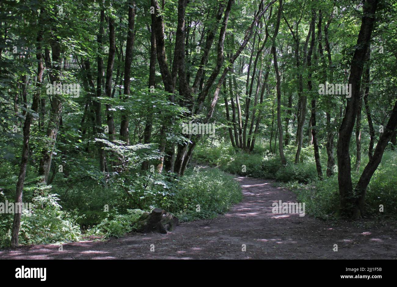 Misterioso sentiero pieno di radici in mezzo alla conifere forrest in legno, circondato da cespugli e foglie verdi Foto Stock